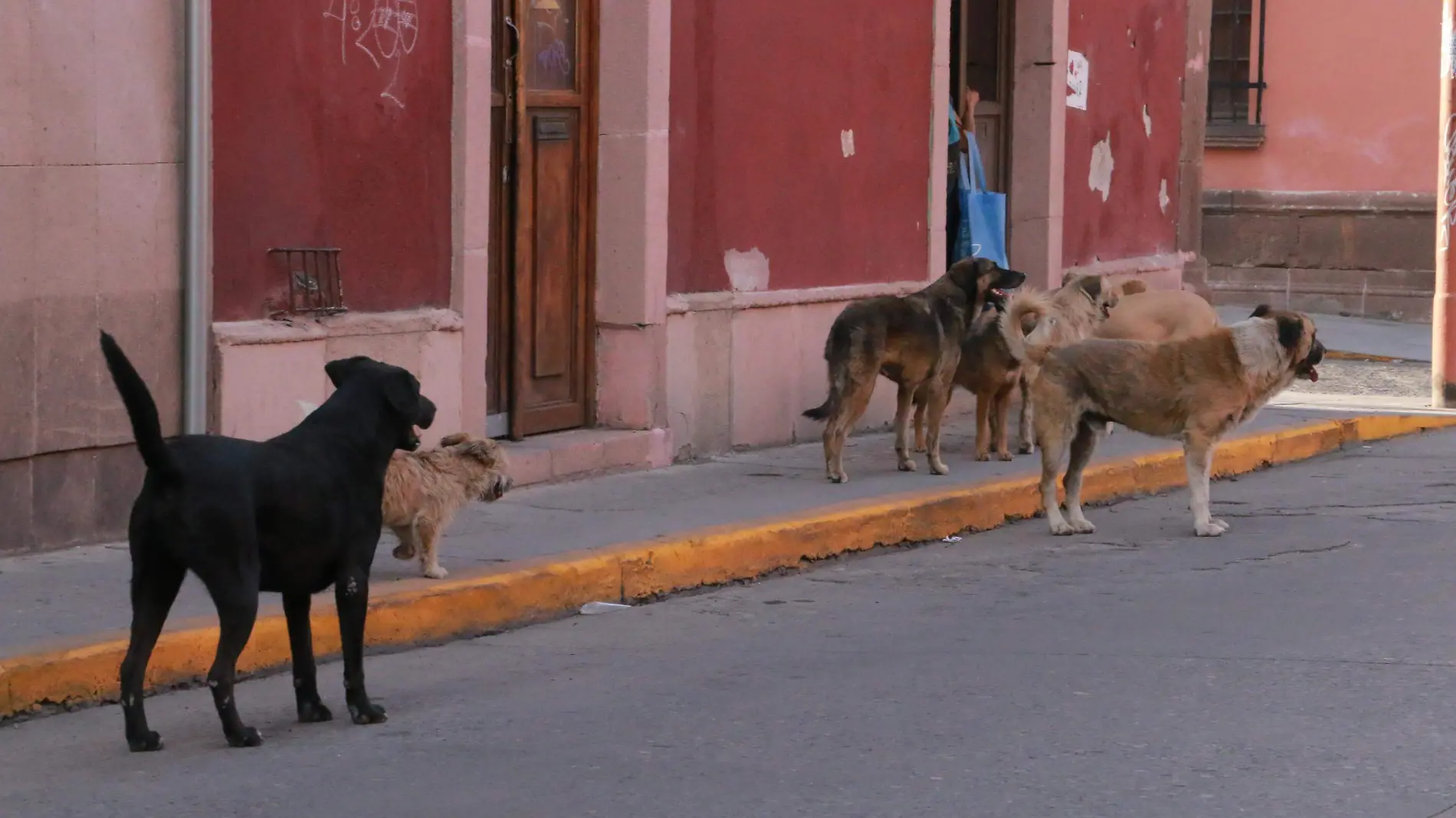 perros callejeros